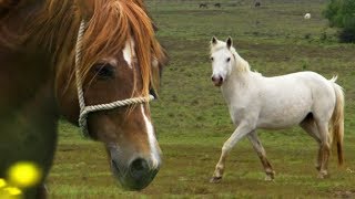 Stallion Reintroduced to Mares  BBC Earth Explore [upl. by Felipa]