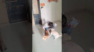 dogshorts doglover dogkhana pets dogowner masti cute funnydogbreed pomerianian dog dogs [upl. by Salaidh]