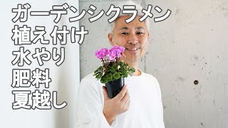 ガーデンシクラメンの育て方 植え付け 水やり 翌年の咲かせ方 肥料 [upl. by Ahsen409]