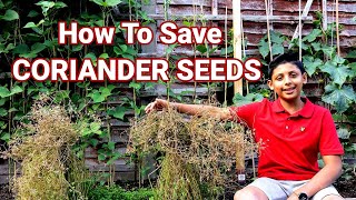 How To Harvest Coriander Seeds  Cilantro Seeds Saving [upl. by Patt28]