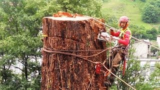 Sequoia 46 mt abbattimento controllato tree climbing controlled cut down big tree [upl. by Areis]