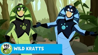 WILD KRATTS  King Cobra  PBS KIDS [upl. by Ovida]