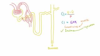 Inulin and PAH and their use in measuring GFR and RPF [upl. by Yrrad]