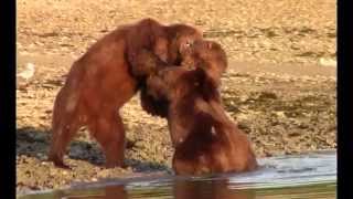 Brutal Grizzly Fight at Whale Carcass Alaska [upl. by Wilt]