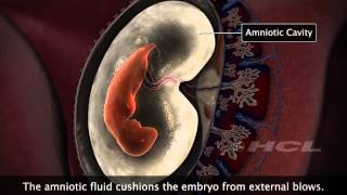 HCL Learning  Embryonic Development in Humans [upl. by Htesil]