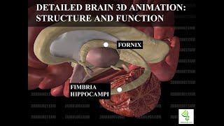 Human Neuroanatomy Detailed Brain 3D Animation  Structure and Function [upl. by Sixele]