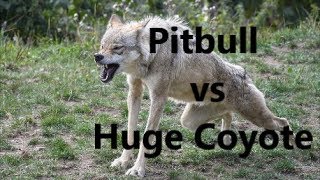 Pitbull Dog vs Huge Coyote Fight  WHO WINS   REAL ATTACK [upl. by Markus]