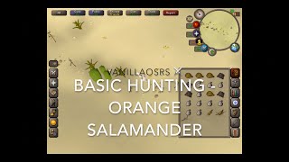 Orange Salamander OSRS Beginner Hunting Guide [upl. by Mojgan162]