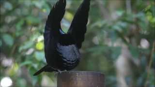 Victorias Riflebird  Bird of Paradise  Dance [upl. by Kirch]