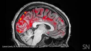 Blood flows out and cerebrospinal fluid flows into the sleeping brain  Science News [upl. by Nevai]