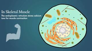 Endoplasmic Reticulum [upl. by Condon]