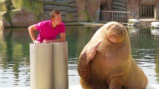 Moedige man bij Snorrrrshow van Dolfinarium Harderwijk [upl. by Garlinda]