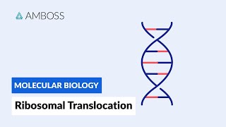 Ribosomal Translocation To the Endoplasmic Reticulum [upl. by Elianore636]