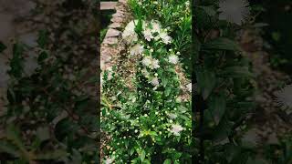 Myrtus communis  Myrte commun [upl. by Trygve]