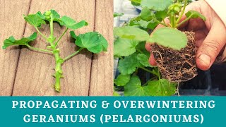 Propagating and overwintering Geraniums  Taking geranium cuttings Saving geraniums over the winter [upl. by Heyer]