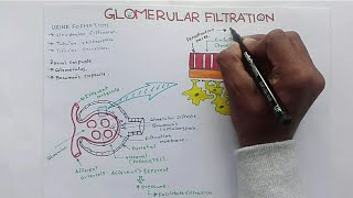 Glomerular Filtration GFR and Factors Affecting Glomerular Filtration RateGFR [upl. by Akirdnuhs334]