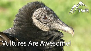 What Do Vultures Eat And More Vulture Facts [upl. by Alidia]