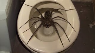 10 Biggest Spiders Ever Encountered [upl. by Odin]