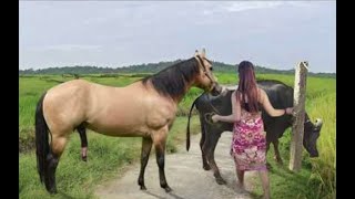 My sister training care her lovely horse in beginner 2021 [upl. by Neeham]