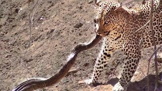 Leopard Attacks Python in Kruger [upl. by Nike]