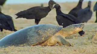 Giant turtles vs vultures  BBC wildlife [upl. by Cornelia583]