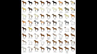 Horse Colors and Breeds  Hooked on Horsessm Series [upl. by Rianon]