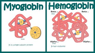 Hemoglobin vs Myoglobin [upl. by Polito799]