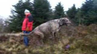 Irish Wolfhounds amp Scottish Deerhounds [upl. by Adiari520]