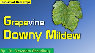 diseases of grapevine  Downy Mildew [upl. by Nerral]