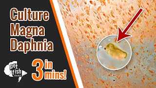 How to culture DAPHNIA MAGNA  The easy way [upl. by Aihsit]