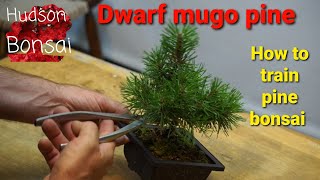 Mugo pine bonsai training [upl. by Oir]