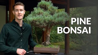 Pine Bonsai trees Pinus [upl. by Pennie]