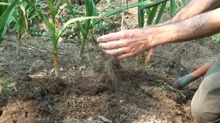 Harvesting Curing and Storing Garlic [upl. by Nasho]