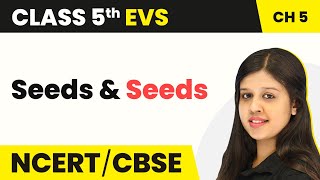 Class 5 EVS Chapter 5  Seeds and Seeds  NCERT Class 5 EVS [upl. by Rexferd]