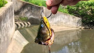 Spillway Fishing for Freshwater MONSTERS [upl. by Aleunam]