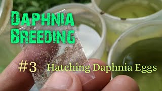 Daphnia Culture made simple and easy 3  Hatching Daphnia eggs [upl. by Herwin]