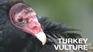 Creature Feature Turkey Vulture [upl. by Willetta]