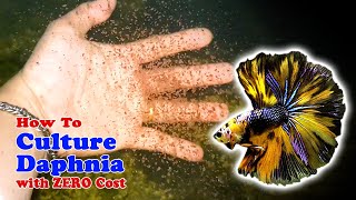 How to Culture Daphnia with ZERO Cost  Unlimited Live Food For Our Fish [upl. by Coshow]