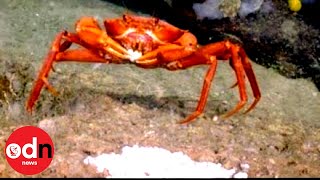 Rare Footage Shows Crab Feasting on DeepSea ‘Fish Egg Buffet’ [upl. by Terag104]