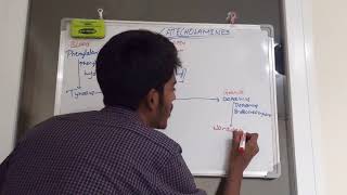 Catecholamines their synthesis and metabolism [upl. by Mushro]