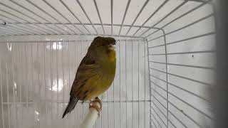 Chants de canari Gloster  song of canary  song of bird [upl. by Wehttan459]