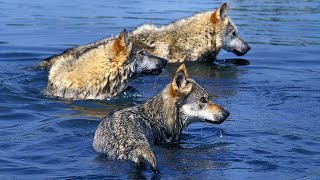 From Forests to Waters The Elusive Gray Wolfs Wild Adventures [upl. by Giuseppe991]