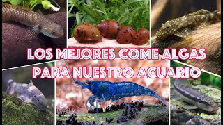 Los mejores come algas para nuestro acuario [upl. by Peria]