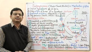 Diabetes Mellitus Part10 Mechanism of Action of Sulfonylurease  Antidiabetic Drugs  Diabetes [upl. by Elayne]