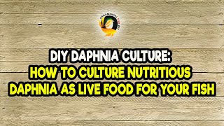 DIY Daphnia Culture How to Culture Nutritious Daphnia as Live Food for Your Fish [upl. by Gilder]