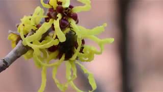 Witch Hazel Plant Profile [upl. by Cogswell]