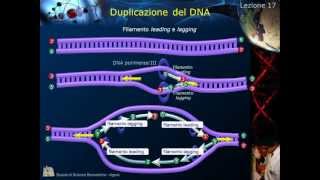 Citologia  Lezione 17 Duplicazione del DNA [upl. by Hindu]