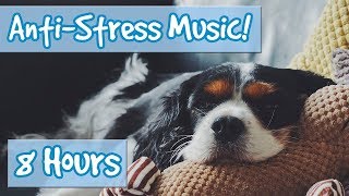 Have the Most Relaxed Dog Relaxing Music for Easily Stressed Dogs Nervous Dogs Help Dogs Sleep [upl. by Donata]