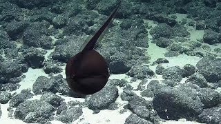 Gulper Eel Balloons Its Massive Jaws  Nautilus Live [upl. by Pasho]