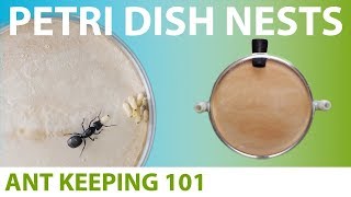 Making a LabStyle Ant Farm  Ant Keeping 101 [upl. by Ylyl781]